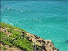 Dolphins in Byron Bay